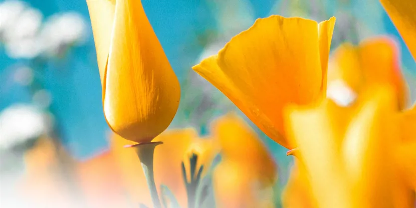 Fra blomsterbinding til blomsterbutik: en dybdegående guide til blomsterhandlerens verden i Danmark